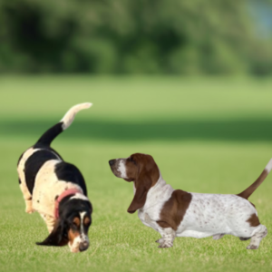 Adaline/Army Christmas