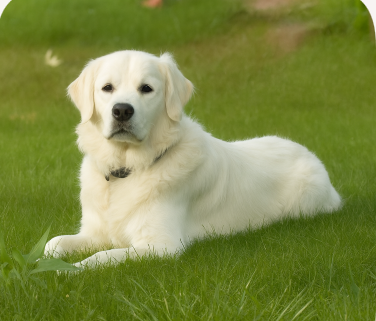 Rooster Cogburn of Golden Duck