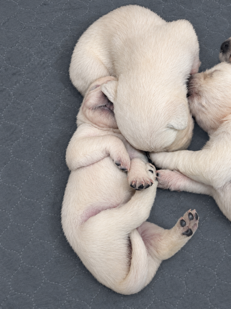 gracie pup1 10-05